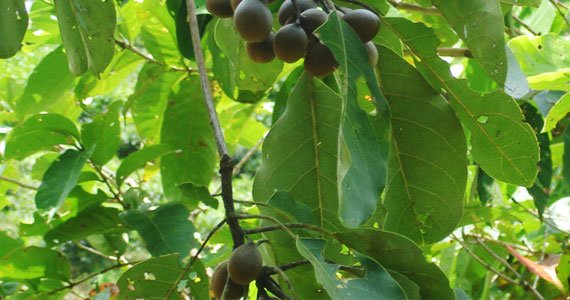 Terminalia bellirica (Gaertn.) Roxb.